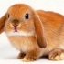 Rabbit ram
