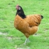 Forwerk chickens