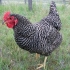 Plymouthrock kokoši: karakteristike pasmine sa fotografijama, recenzijama