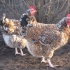 Livensky chickens