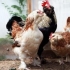 Najbolji kokoši mesne rase za kućni uzgoj