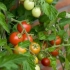 Najbolje sorte paradajza za sibir