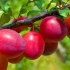 Najbolje sorte šljive za centralnu rusiju