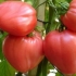 Najbolje sorte paradajza za srednju traku