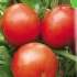 Najbolje srednje sorte paradajza