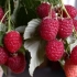 Raspberry eurasia
