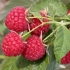 Raspberry kirzhach