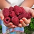 Raspberry tadmor