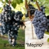 Merlo - karakteristike sorte grožđa od koje se pravi najukusnije vino