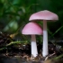 Mycena roza: opis i fotografija