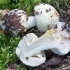 Amanita gnjurac (žutozeleni, limun): fotografija i opis, da li je upotrebljiv