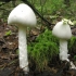 Amanita smrdljiva (bijela žabokrečina): opis i fotografija, simptomi trovanja