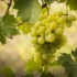 Koje godine rodi grožđe nakon sadnje