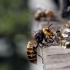 Napadi pčela na pčele
