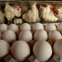 Da li brojleri nose jaja