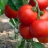 Paradajz niskog rasta: najbolje sorte