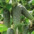 Miranda cucumber
