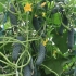 Cucumber cedric