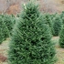 Phraser fir description
