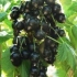 Opis egzotične sorte crne ribizle
