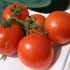 Značajke sorte paradajza početnik