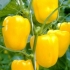 Pepper gigant yellow f1