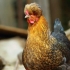 Zašto je ruska kukmasta kokoš jedna od najpopularnijih rasa na svijetu