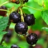 Detaljan opis pigmejskih sorti crne ribizle