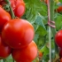 Detaljan opis i karakteristike sorte paradajza yamal