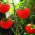 Cherry paradajz: sorte, opis vrsta paradajza