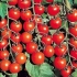 Cherry paradajz