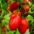 Paradajz inkas f1: opis, recenzije, fotografije grma, sadnja i njega