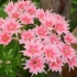 Sjetva phlox drummond za sadnice