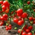Rane sorte paradajza