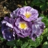 Floribunda ruža plava za vas (plava za vas): fotografija i opis, recenzije