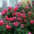 Parada ruža