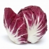 Radicchio zelena salata - uzgoj