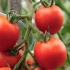 Sjeme paradajza za lenjingradsku regiju: sorte, uzgoj