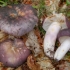 Plavo-žuta russula: opis gljive, fotografija