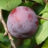 Plum eurasia