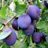 Plum egg blue