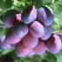 Plum president