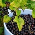 Crna ribizla: najbolje sorte za predgrađe