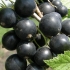 Ribizla perun