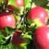 Sorta jabuke wellsey: fotografija i opis, recenzije