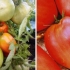 Sorta paradajza šećerni div