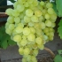 Sorta grožđa kišmiš gf-342