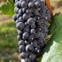 Sorta grožđa pino crni (pinot noir): karakteristike i opis, fotografije, recenzije