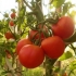 Sorte paradajza za otvoreno tlo