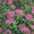 Spiraea japonica crvena